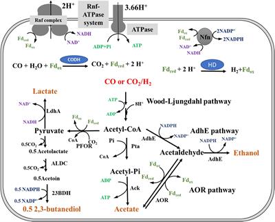 Energy Conservation and Carbon Flux Distribution During Fermentation of CO or H2/CO2 by Clostridium ljungdahlii